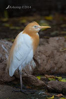 cattle egret 11388