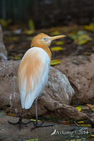 cattle egret 11390