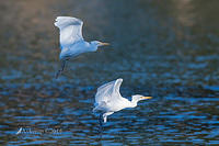 cattle egret 16426