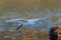 cattle egret 16435