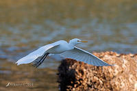 cattle egret 16436