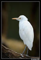 cattle egret 2218