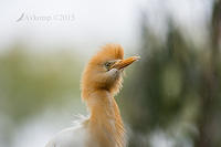 cattle egret 6483