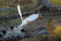 cattle egret14744