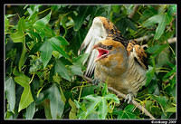 channel billed cuckoo 5207