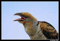 channel billed cuckoo 5214 crop