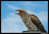 channel billed cuckoo 5214a