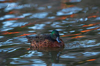 chestnut teal 12764