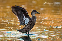 chestnut teal 13039