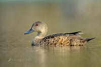 chestnut teal 5135