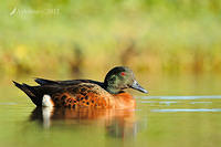 chestnut teal 5146