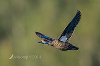 chestnut teal 11100