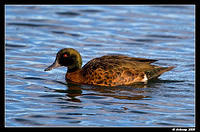 chestnut teal 1645