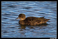 chestnut teal 1648