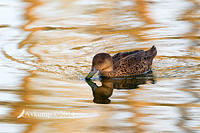 chestnut teal 17793