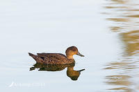 chestnut teal 17797