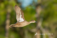 chestnut teal 17869