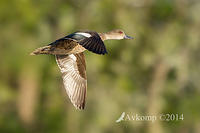 chestnut teal 17870