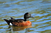 chestnut teal 5004