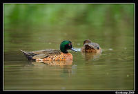 chestnut teal3696