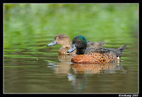 chestnut teal3700