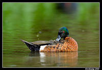 chestnut teal3701