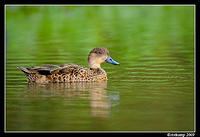 chestnut teal3702