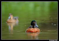 chestnut teal3703