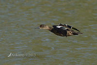 chestnut teal6586