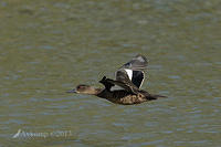 chestnut teal6588