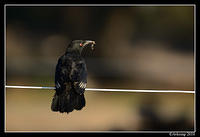 chough 3818