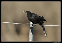 chough 3885