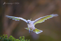 cockatoo 11230