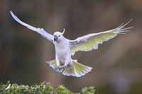 cockatoo 11232