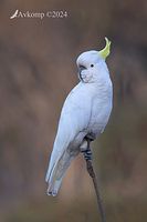 cockatoo 11352