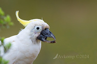 cockatoo 12045