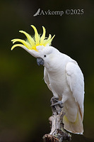 cockatoo 13002