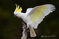 cockatoo 13009