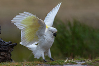 cockatoo 13425