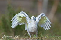 cockatoo 13582