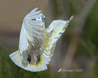 cockatoo 13584