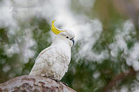 cockatoo 3496