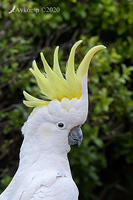 cockatoo 4315