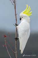 cockatoo 4322