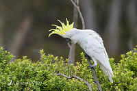 cockatoo 4325