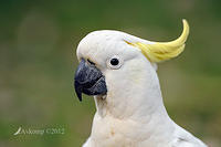 cockatoo 4496