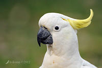 cockatoo 4497