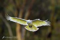 cockatoo 5434