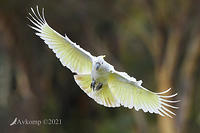 cockatoo 5436