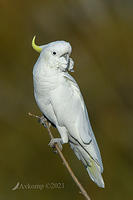 cockatoo 5772